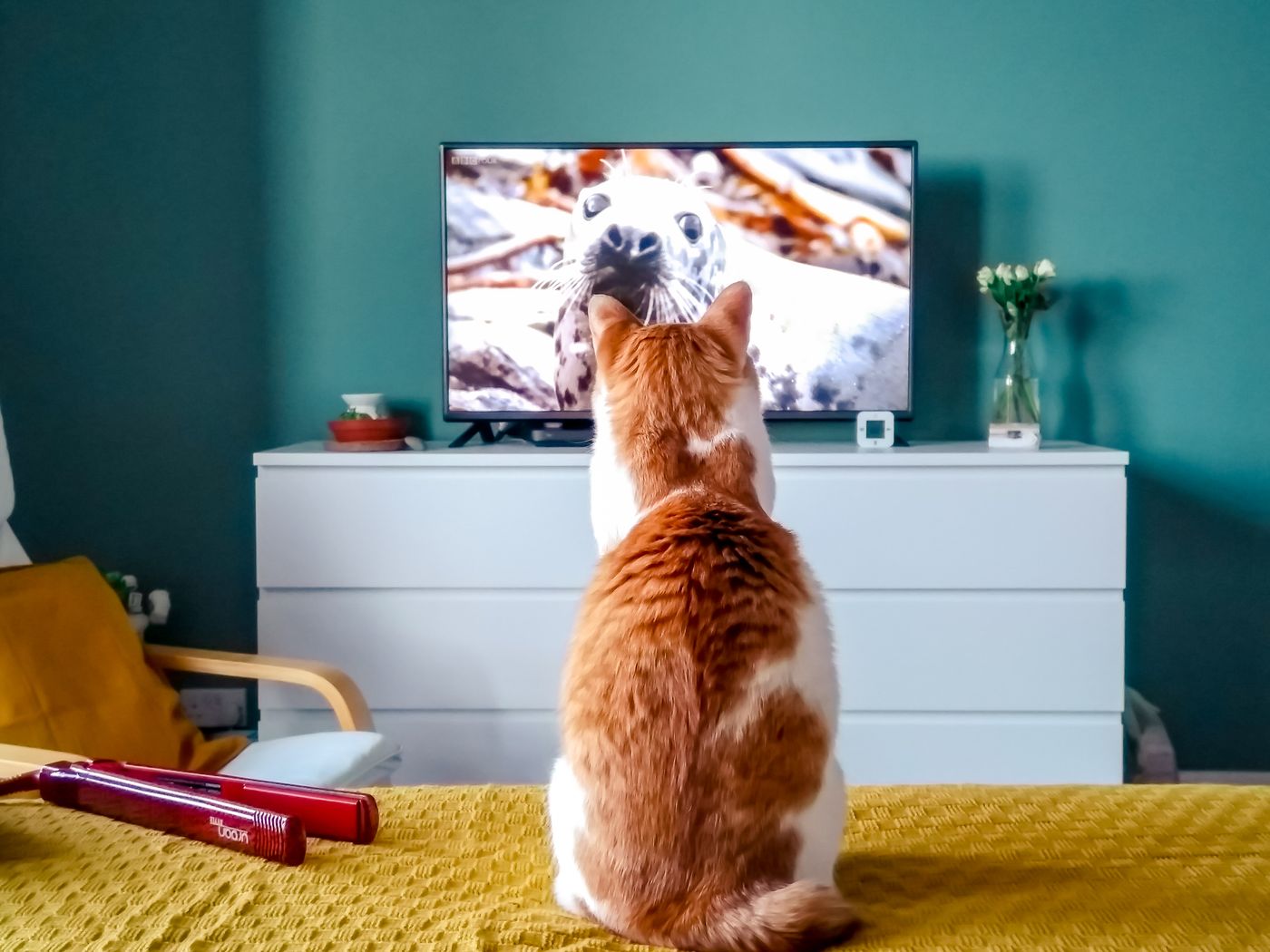 Ein Kino für Katzenaugen